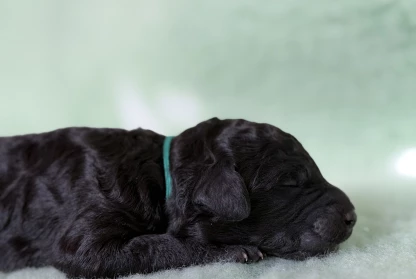 Puppies – 1 Week Old
