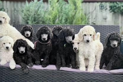 Mission Impossible: 10 Puppies, 1 Photo