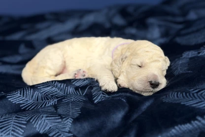 Tiny paws, big dreams